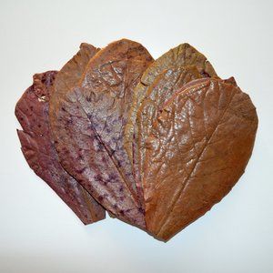 15 Large Indian Almond Leaves 6''-8'' for freshwater shrimp & betta fish